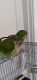 Quaker Parrot Birds for sale in Washington, MO, USA. price: NA