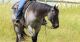 Quarter Horse Horses for sale in Ashburn, VA, USA. price: $6,000