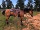 Quarter Horse Horses for sale in Michigan Dr, Lake Township, MI 49640, USA. price: $2,500