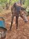 Quarter Horse Horses for sale in San Angelo, TX, USA. price: $500