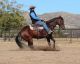 Quarter Horse Horses for sale in Seattle, WA, USA. price: $2,500