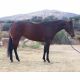 Quarter Horse Horses for sale in Dallas, TX 75270, USA. price: $2,500