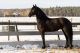 Quarter Horse Horses for sale in New York, NY, USA. price: NA