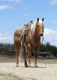 Quarter Horse Horses for sale in Honolulu, HI 96808, USA. price: NA