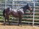Quarter Horse Horses for sale in Riverside, California. price: $4,500
