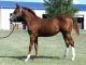 Quarter Horse Horses for sale in Austin, TX, USA. price: NA