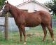 Quarter Horse Horses for sale in West Palm Beach, FL, USA. price: NA
