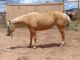 Quarter Horse Horses for sale in Brownsville, TX, USA. price: NA