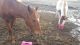 Quarter Horse Horses for sale in Burr Oak, MI 49030, USA. price: NA