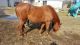 Quarter Horse Horses for sale in Kent, WA, USA. price: NA
