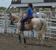 Quarter Horse Horses for sale in Huntington Beach, CA, USA. price: $850