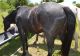 Quarter Horse Horses for sale in Huntington Beach, CA, USA. price: $750