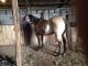 Quarter Horse Horses for sale in Huntington Beach, CA, USA. price: $850