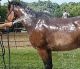 Quarter Horse Horses for sale in San Francisco, CA, USA. price: $900