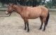 Quarter Horse Horses for sale in San Francisco, CA, USA. price: $900