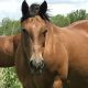 Quarter Horse Horses for sale in Brodhead, WI 53520, USA. price: NA