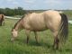 Quarter Horse Horses for sale in Pearland, TX, USA. price: NA