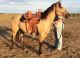 Quarter Horse Horses for sale in Sterling, MI 48659, USA. price: NA