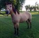 Quarter Horse Horses for sale in Sedalia, MO 65302, USA. price: NA