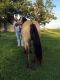 Quarter Horse Horses for sale in Denair, CA 95316, USA. price: NA