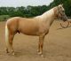 Quarter Horse Horses for sale in Jacksonville, FL, USA. price: $75,000