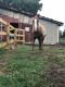 Quarter Horse Horses for sale in Charlotte, NC, USA. price: $1,000