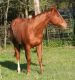 Quarter Horse Horses for sale in Los Angeles, CA, USA. price: $1,300