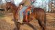Quarter Horse Horses for sale in Danbury, NC, USA. price: $1,800