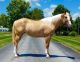 Quarter Horse Horses for sale in Columbus, OH 43215, USA. price: NA