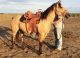 Quarter Horse Horses for sale in Theresa, WI 53091, USA. price: NA