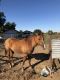 Quarter Horse Horses for sale in Fresno, CA 93722, USA. price: $6,500