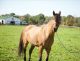Quarter Horse Horses for sale in Pine Bush, NY 12566, USA. price: $1,200