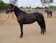 Quarter Horse Horses for sale in Anaheim Hills, Anaheim, CA, USA. price: $1,500