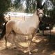 Quarter Horse Horses for sale in Anaheim Hills, Anaheim, CA, USA. price: NA