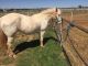 Quarter Horse Horses for sale in Abilene, TX, USA. price: NA