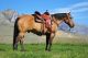Quarter Horse Horses for sale in Seattle, WA, USA. price: NA