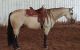 Quarter Horse Horses for sale in Peachtree City, GA, USA. price: NA