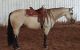 Quarter Horse Horses for sale in Raleigh, NC, USA. price: $1,500