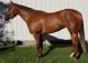 Quarter Horse Horses for sale in La Mirada, CA 90638, USA. price: $2,000