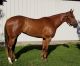 Quarter Horse Horses for sale in Arlington, TN 38002, USA. price: $2,000