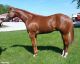 Quarter Horse Horses for sale in Los Angeles, CA, USA. price: $2,600