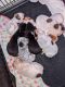 Queensland Heeler Puppies for sale in Chandler, AZ, USA. price: $150