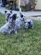 Queensland Heeler Puppies for sale in Tulare, CA 93274, USA. price: $350