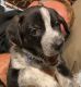 Queensland Heeler Puppies for sale in Bakersfield, CA, USA. price: $400