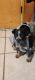Queensland Heeler Puppies for sale in Lamont, CA 93241, USA. price: $300