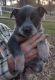Queensland Heeler Puppies for sale in Cottonwood, CA 96022, USA. price: $250