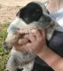 Queensland Heeler Puppies