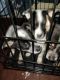 Queensland Heeler Puppies for sale in Hemet, CA 92543, USA. price: $300