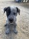 Queensland Heeler Puppies for sale in Pinon Hills, CA, USA. price: NA