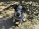 Queensland Heeler Puppies for sale in Grass Valley, CA, USA. price: $1,200